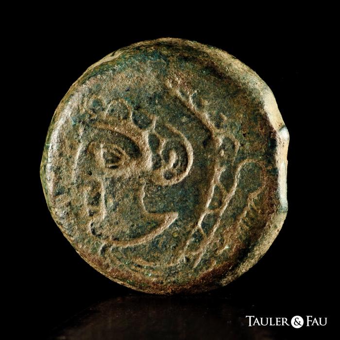 Celtiberian Coins
